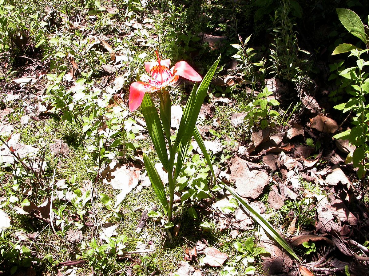 Iridaceae Tigridia 