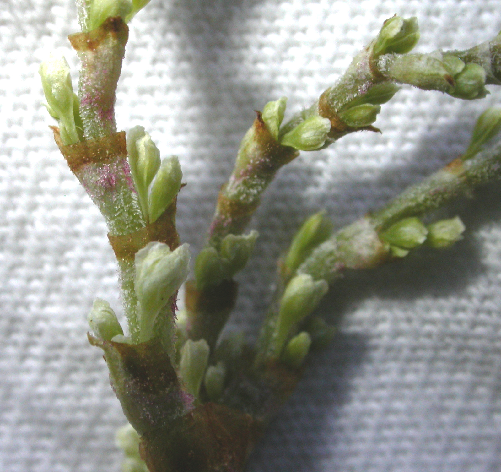 Polygonaceae Polygonum cuspidatum