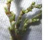 image of Polygonum cuspidatum