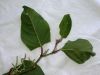 image of Polygonum cuspidatum
