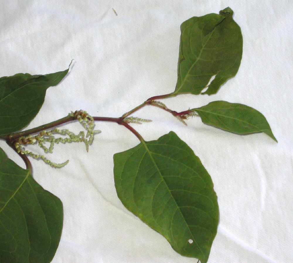 Polygonaceae Polygonum cuspidatum