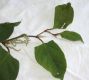 image of Polygonum cuspidatum