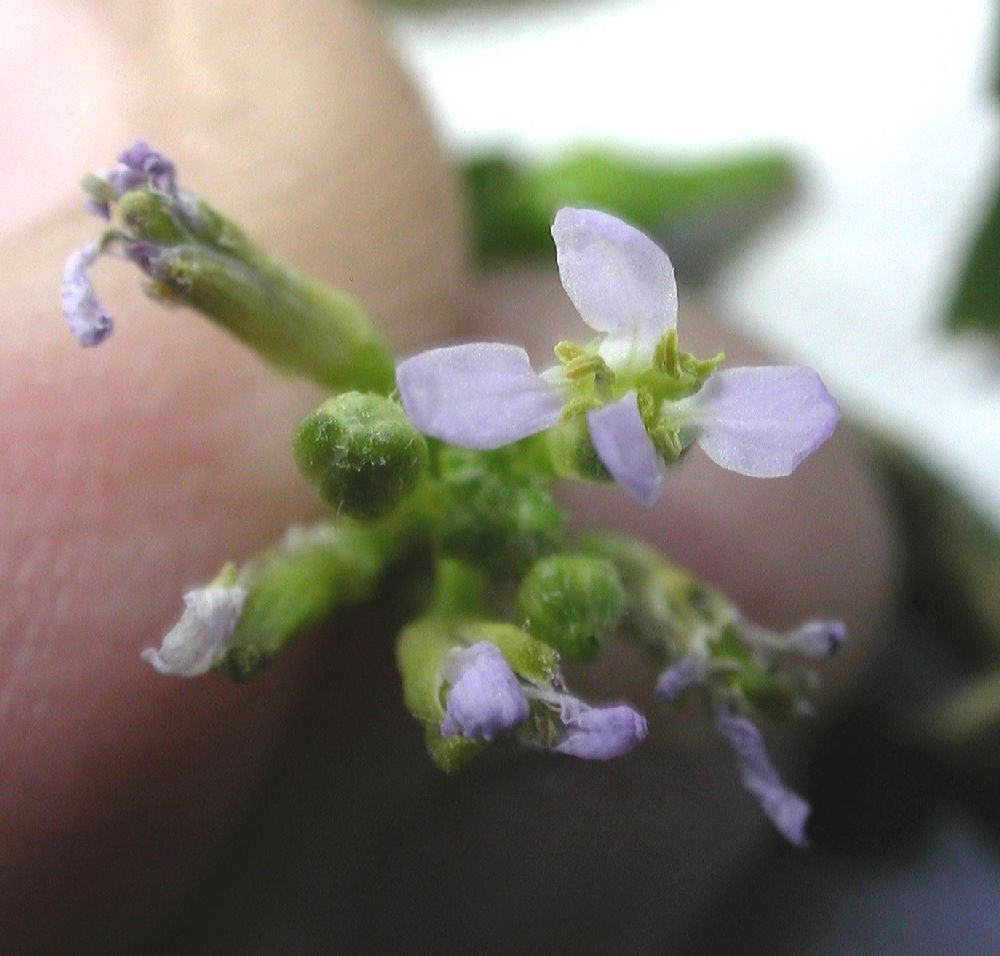 Brassicaceae Cakile edentula