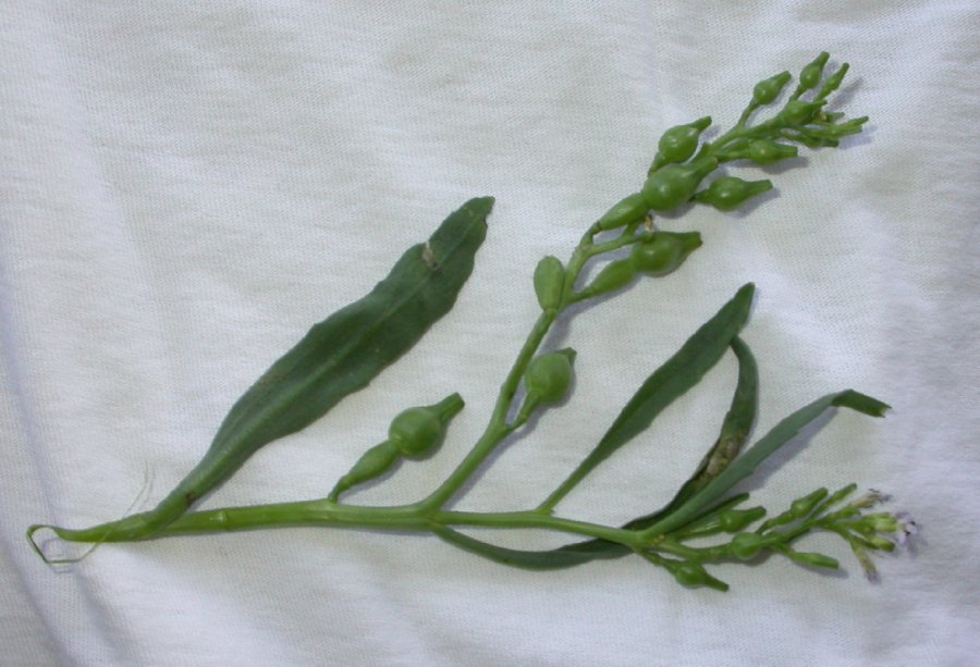Brassicaceae Cakile edentula