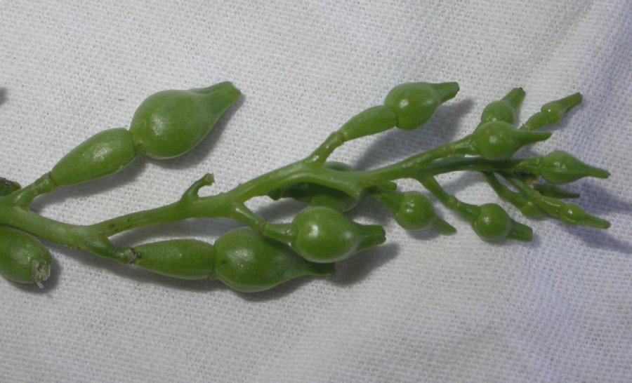 Brassicaceae Cakile edentula