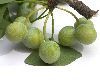 image of Ginkgo biloba