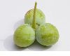 image of Ginkgo biloba
