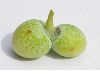 image of Ginkgo biloba