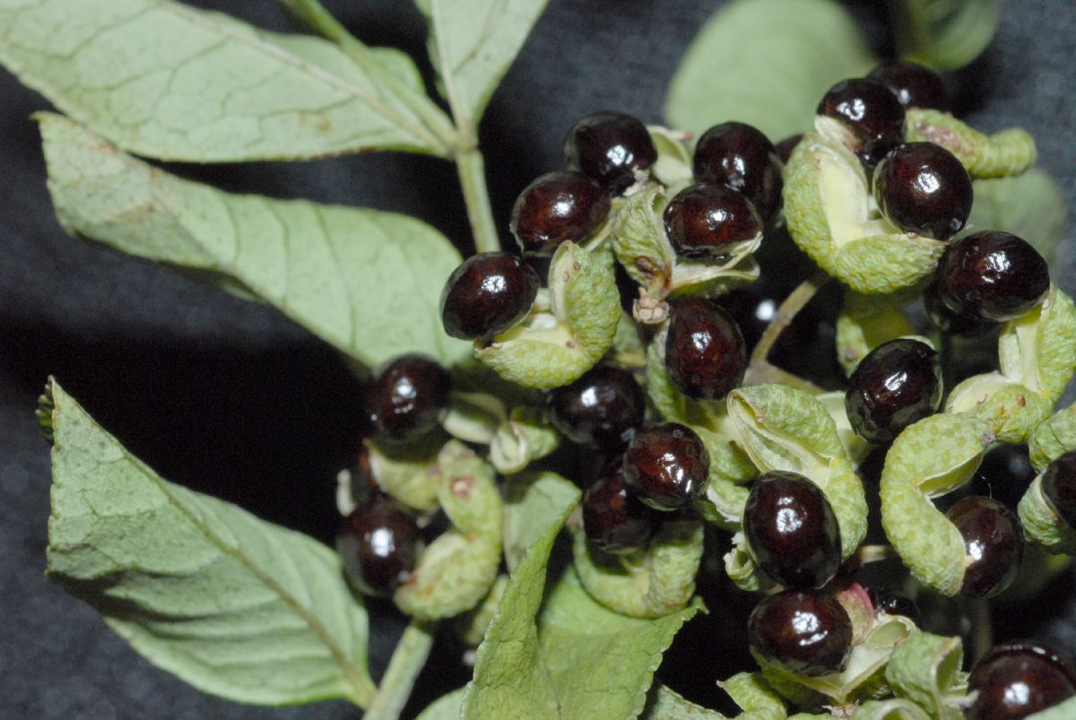 Rutaceae Zanthoxylum 