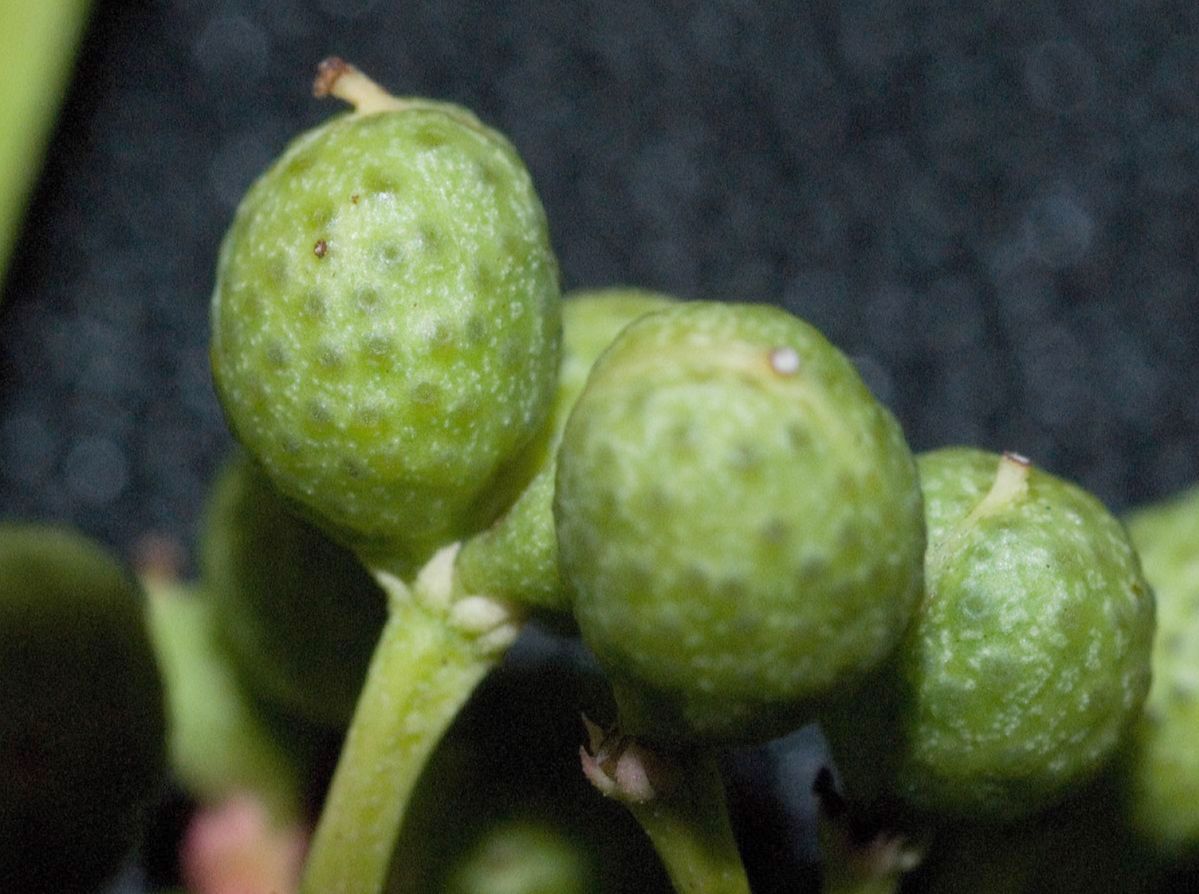 Rutaceae Zanthoxylum 