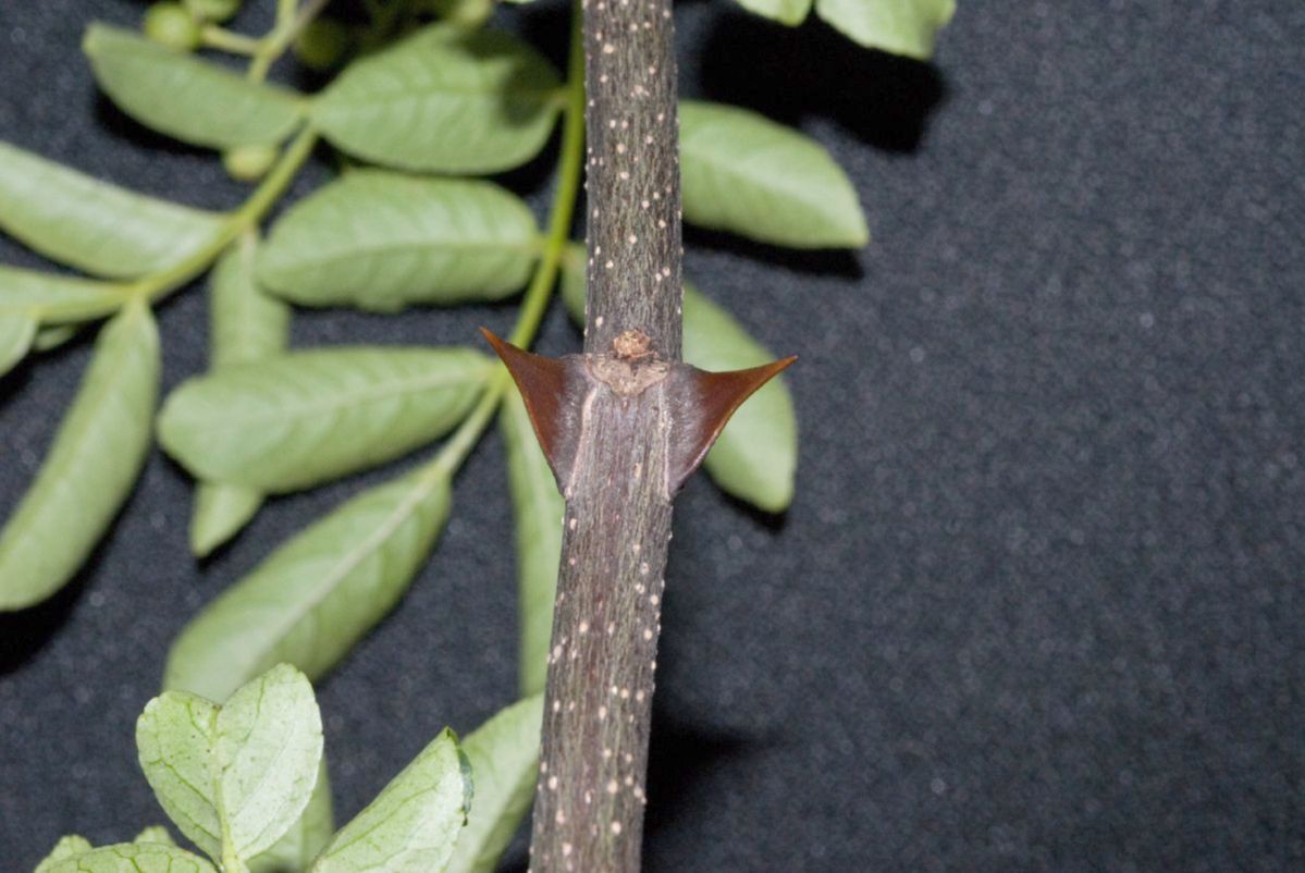 Rutaceae Zanthoxylum 
