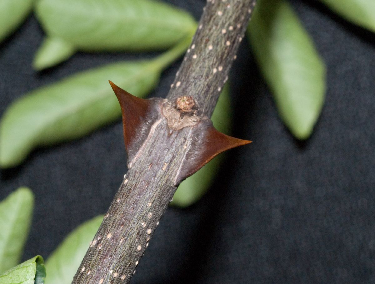 Rutaceae Zanthoxylum 