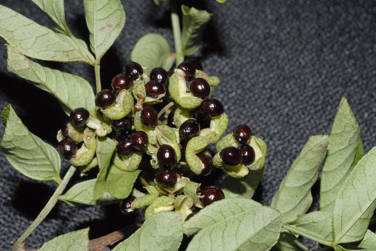 Rutaceae Zanthoxylum 