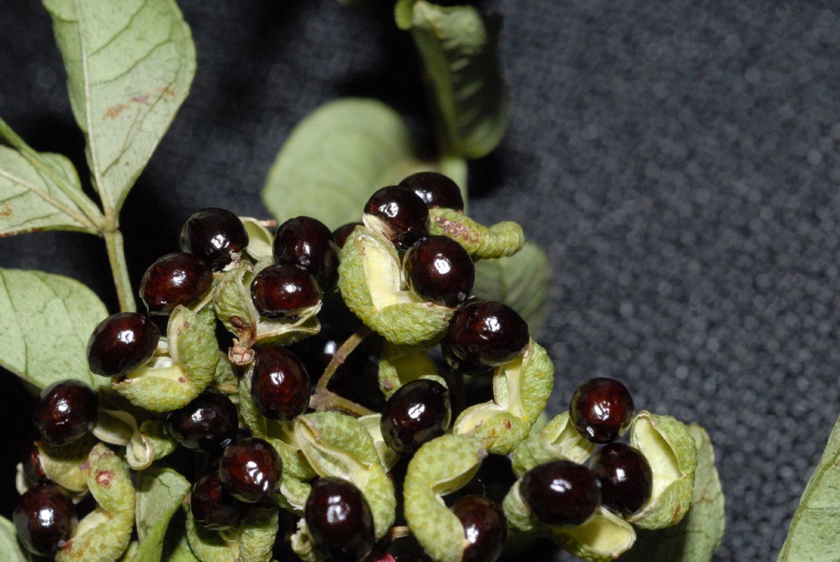Rutaceae Zanthoxylum 