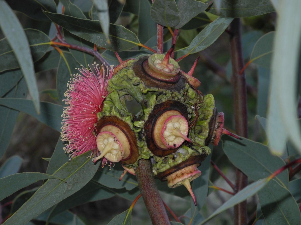 Myrtaceae Eucalytus youngiana
