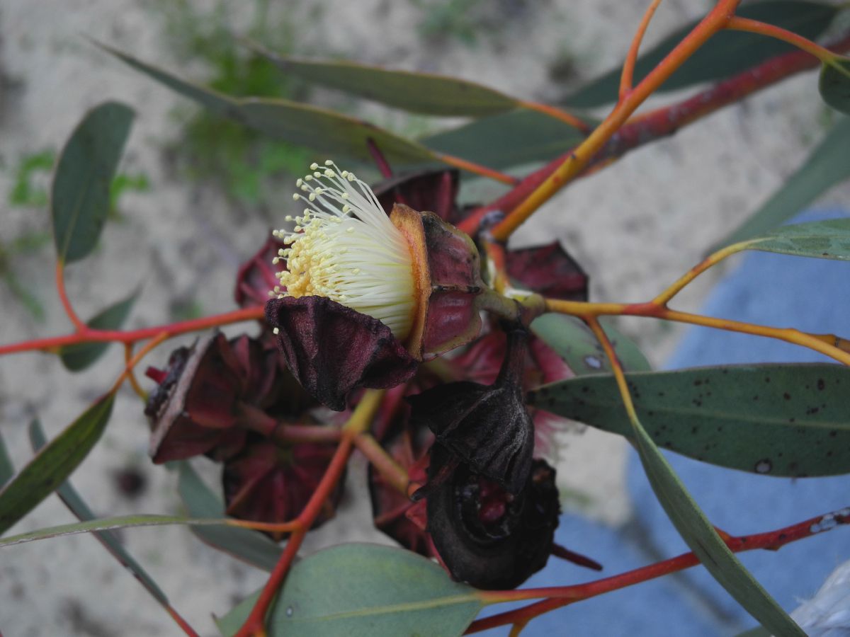 Myrtaceae Eucalytus kingsmillii