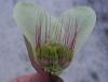 image of Pimelea physodes