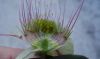 image of Pimelea physodes
