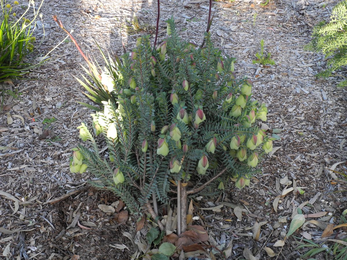 Thymelaeaceae Pimelea physodes