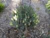 image of Pimelea physodes