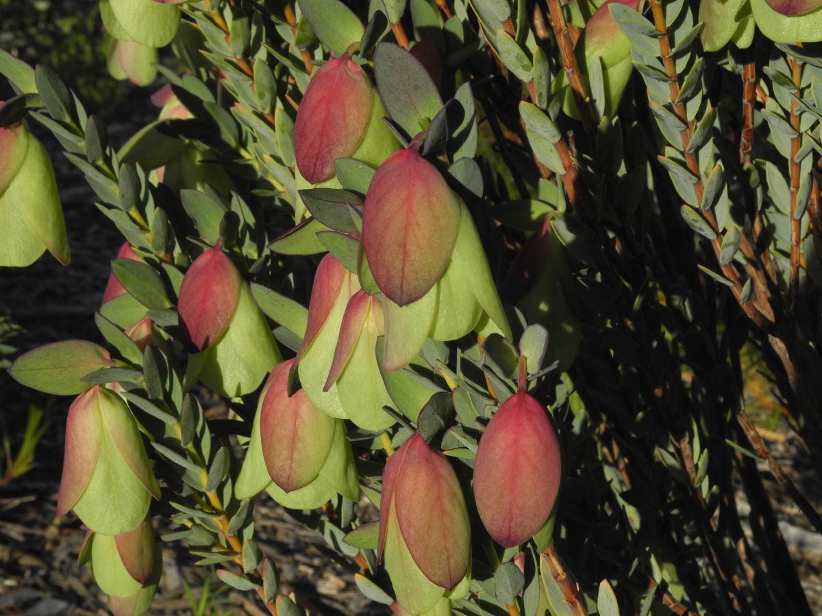 Thymelaeaceae Pimelea physodes