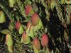 image of Pimelea physodes