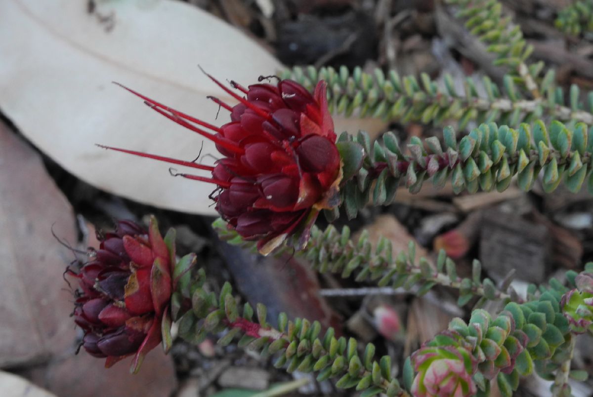 Myrtaceae Darwinia oldfieldii