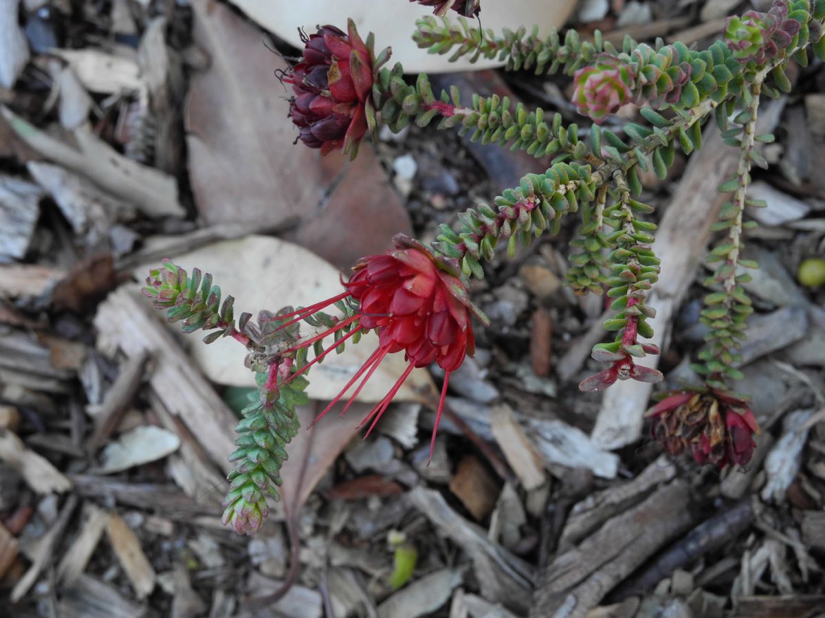 Myrtaceae Darwinia oldfieldii