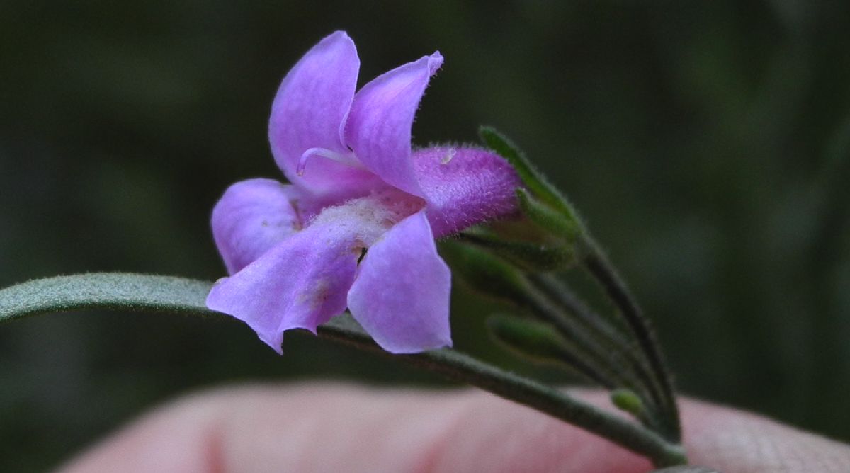 Scrophulariaceae Eremophila complanata