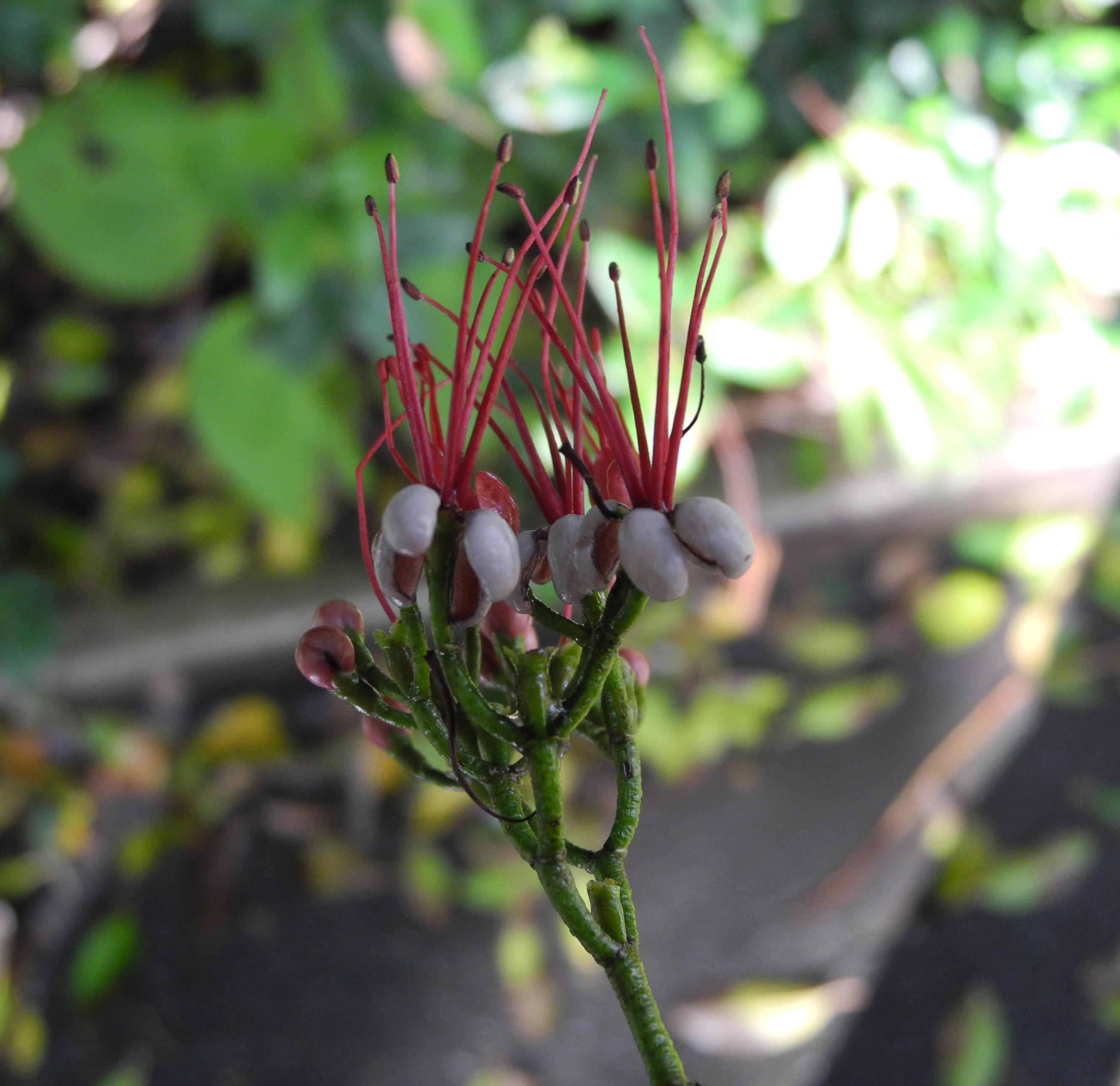 Myrtaceae Myrrhinium atropurpureum