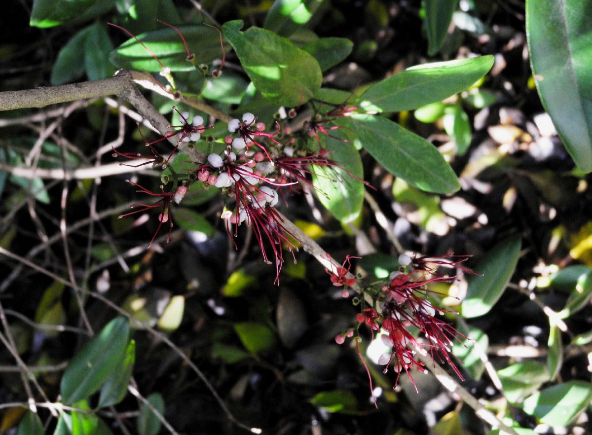 Myrtaceae Myrrhinium atropurpureum