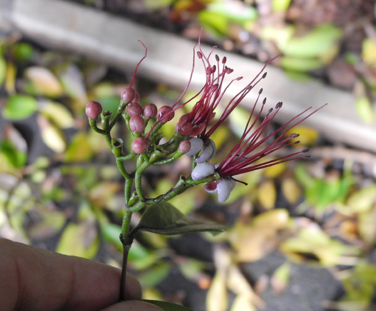 Myrtaceae Myrrhinium atropurpureum