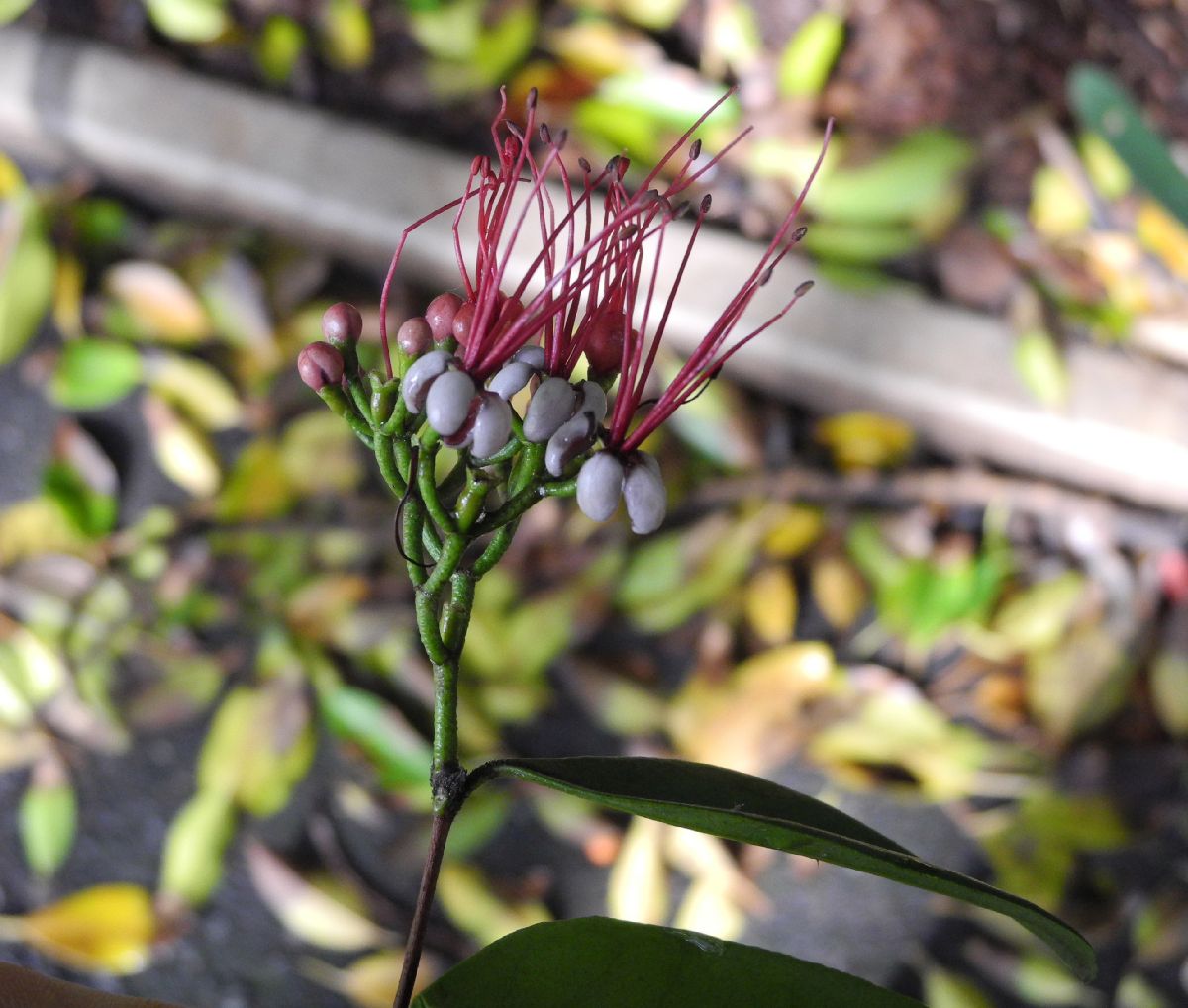 Myrtaceae Myrrhinium atropurpureum
