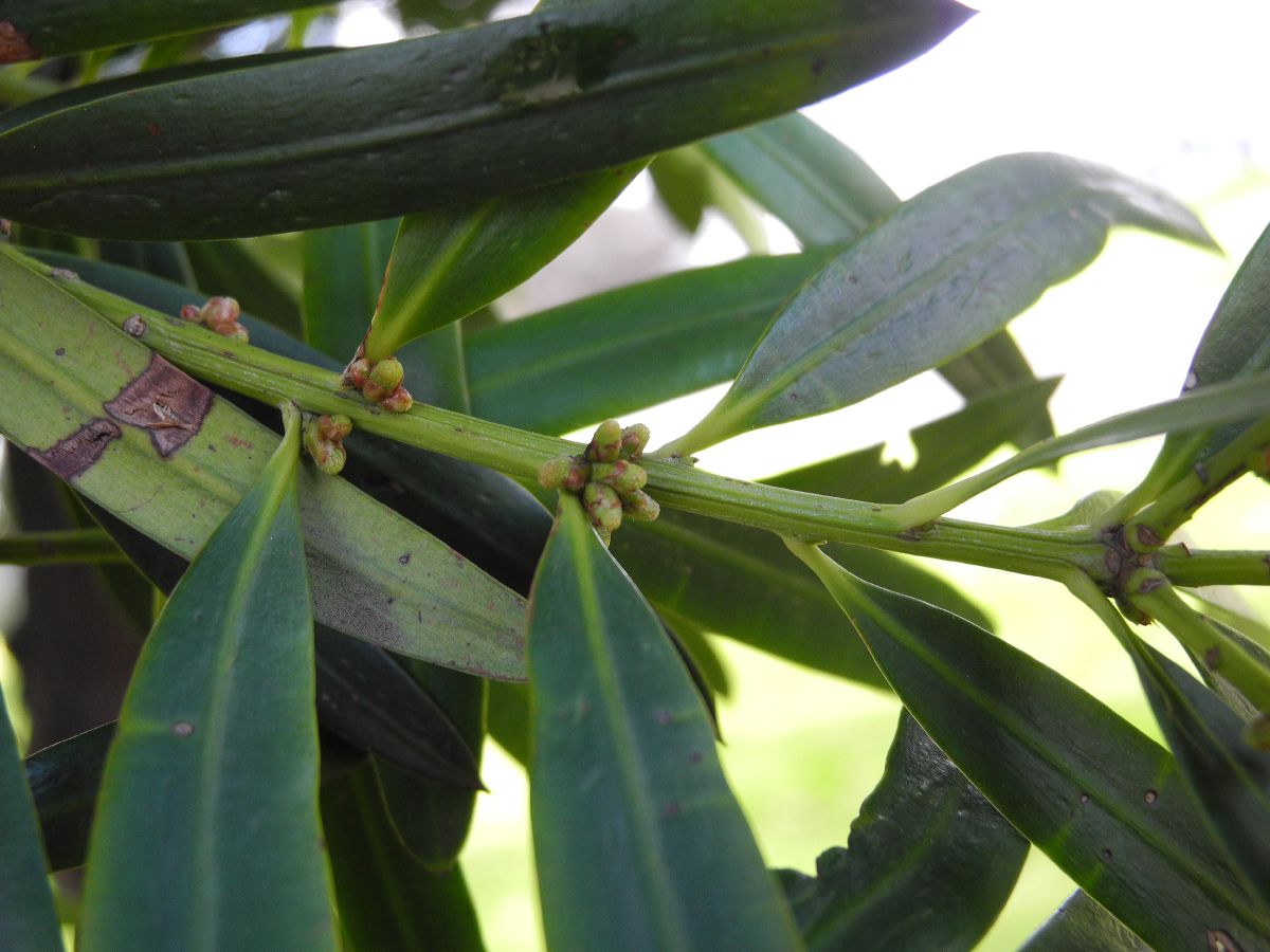 Podocarpaceae Podocarpus polystachyus