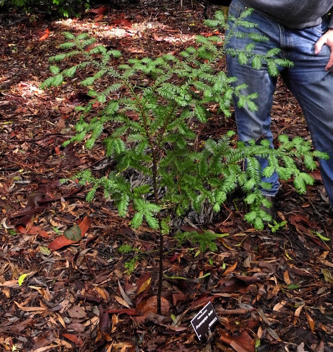 Podocarpaceae Prumnopitys ladei