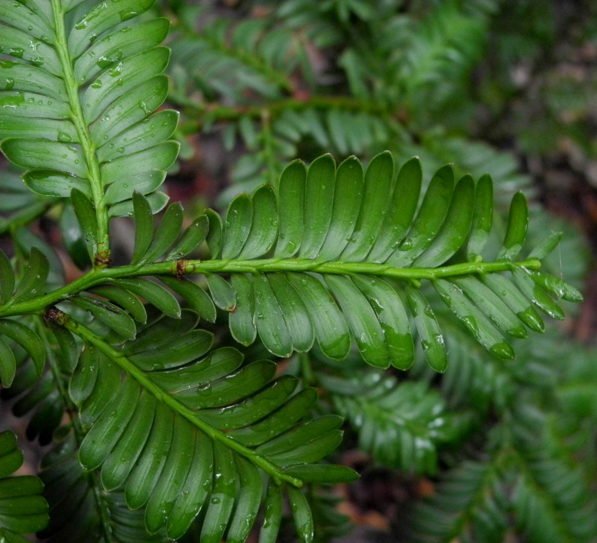 Podocarpaceae Prumnopitys ladei