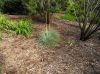 image of Xanthorrhoea quadrangulata