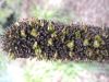 image of Xanthorrhoea quadrangulata