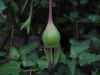 image of Canarina canariensis