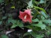 image of Canarina canariensis