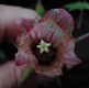 image of Canarina canariensis