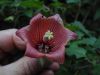 image of Canarina canariensis