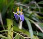 image of Dianella tasmanica