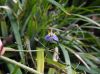 image of Dianella tasmanica