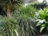 image of Dianella tasmanica