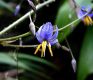 image of Dianella tasmanica