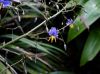 image of Dianella tasmanica