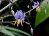 image of Dianella tasmanica