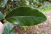 image of Gormortega nitida