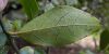 image of Gormortega nitida